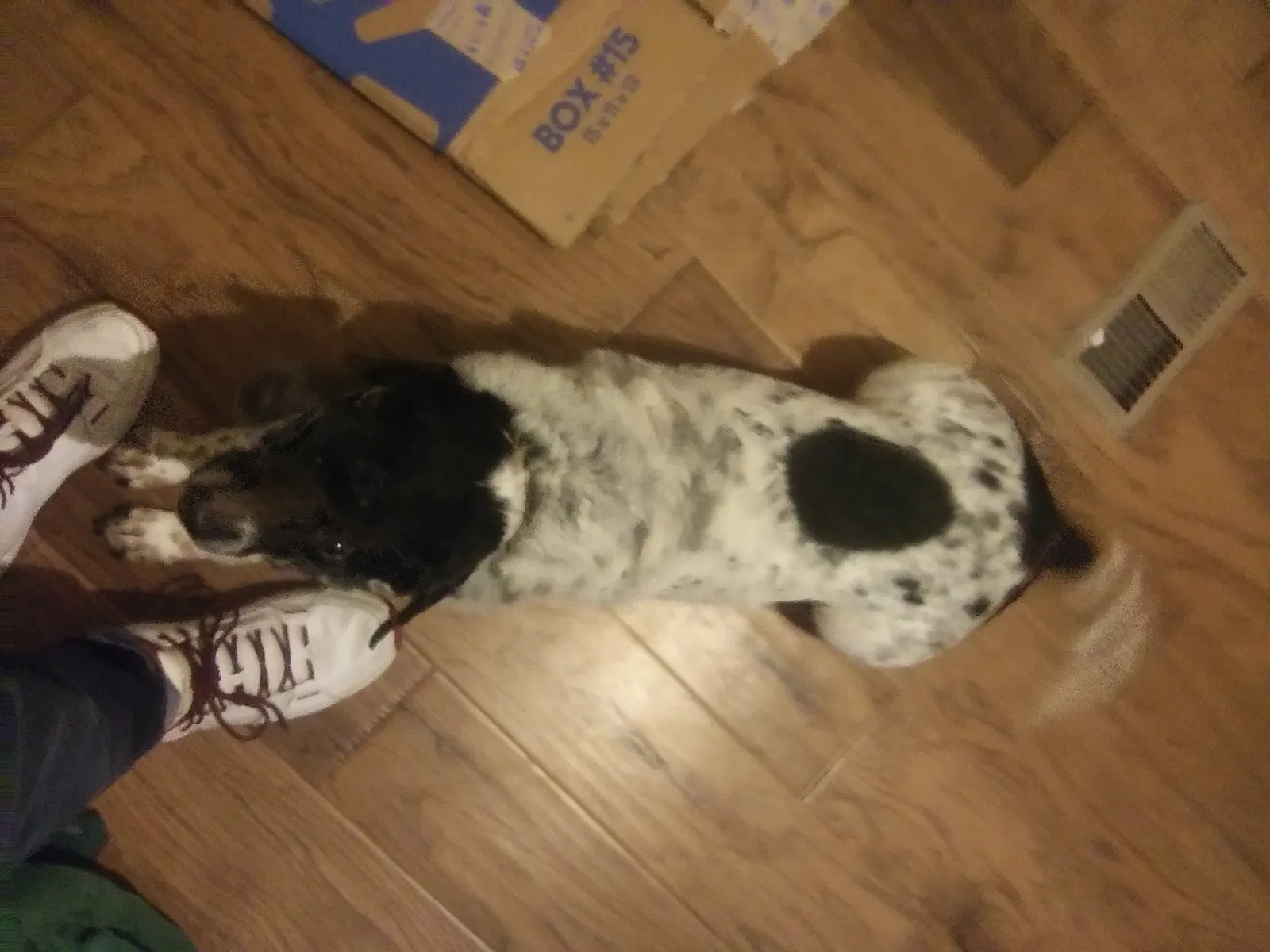 Lost dog in Fayetteville, AR, 72704