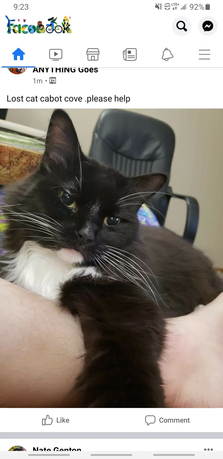 Lost cat in Hilliard, OH, 43026