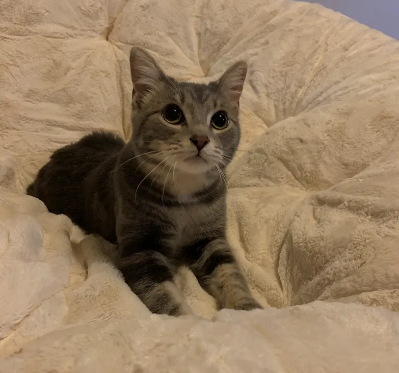 Lost cat in Westerville, OH, 43081