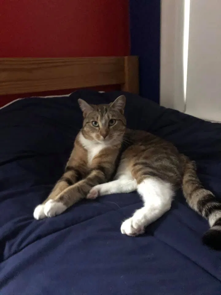 Lost cat in Chicago, IL, 60642