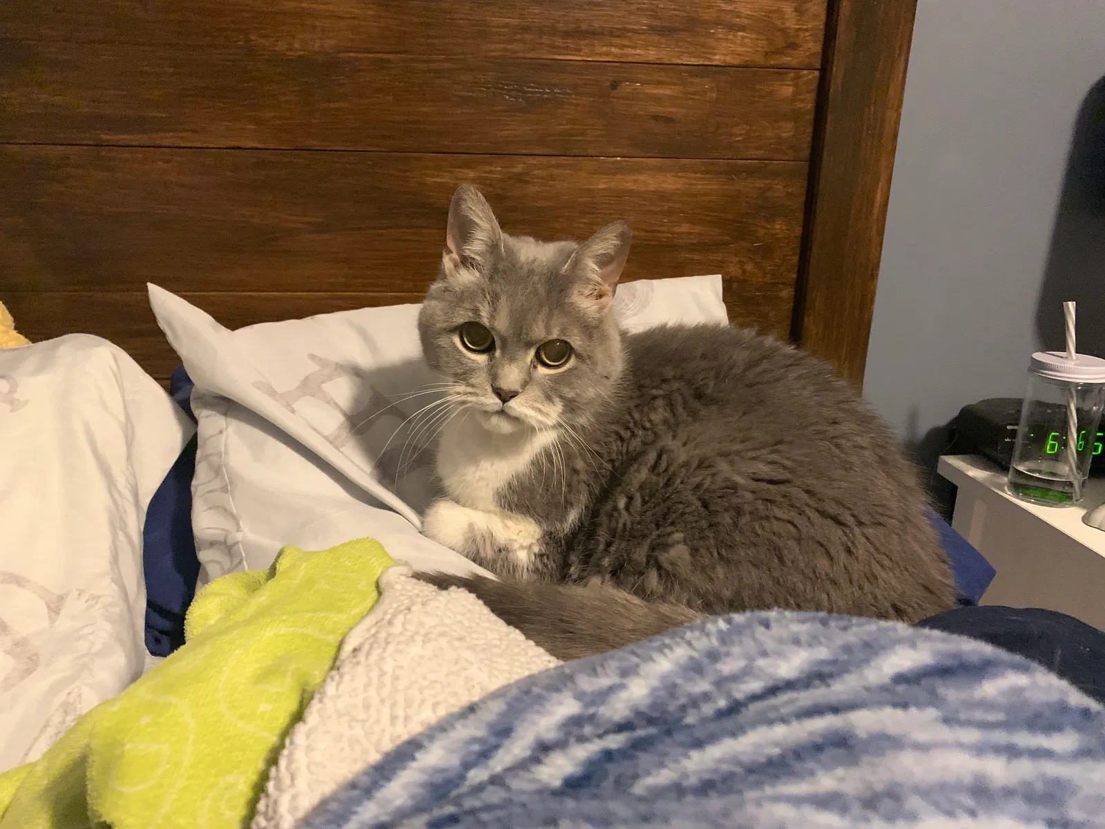 Lost cat in Minneapolis, MN, 55447