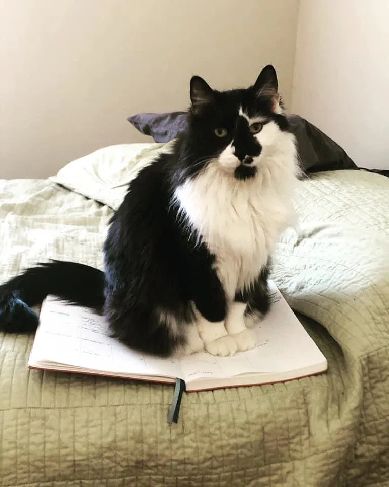 Lost cat in Westerville, OH, 43081