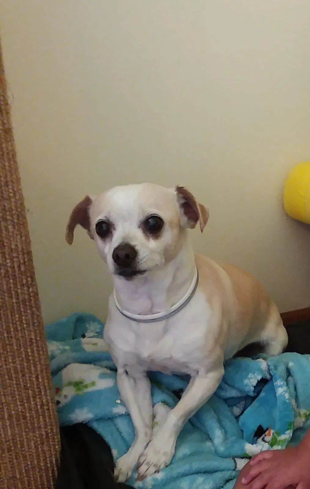 Lost dog in Spokane, WA, 99224