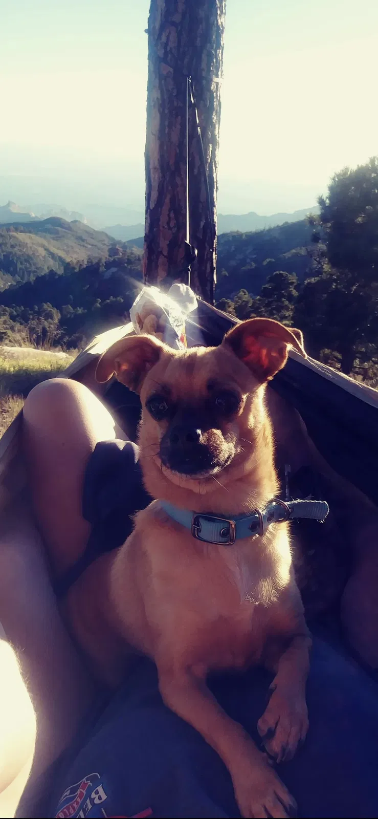 Lost dog in Tucson, AZ, 85711