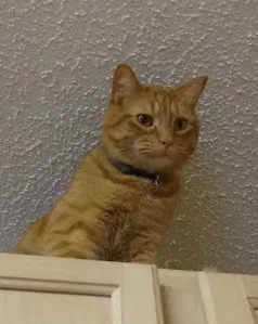 Lost cat in Round Rock, TX, 78665