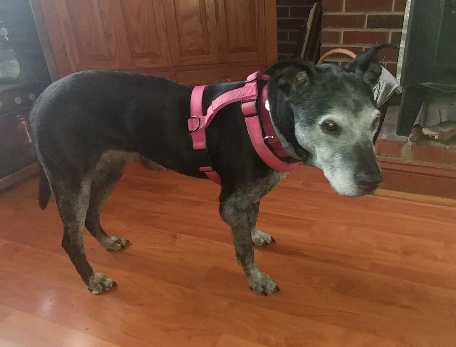 Lost dog in Stephens City, VA, 22655