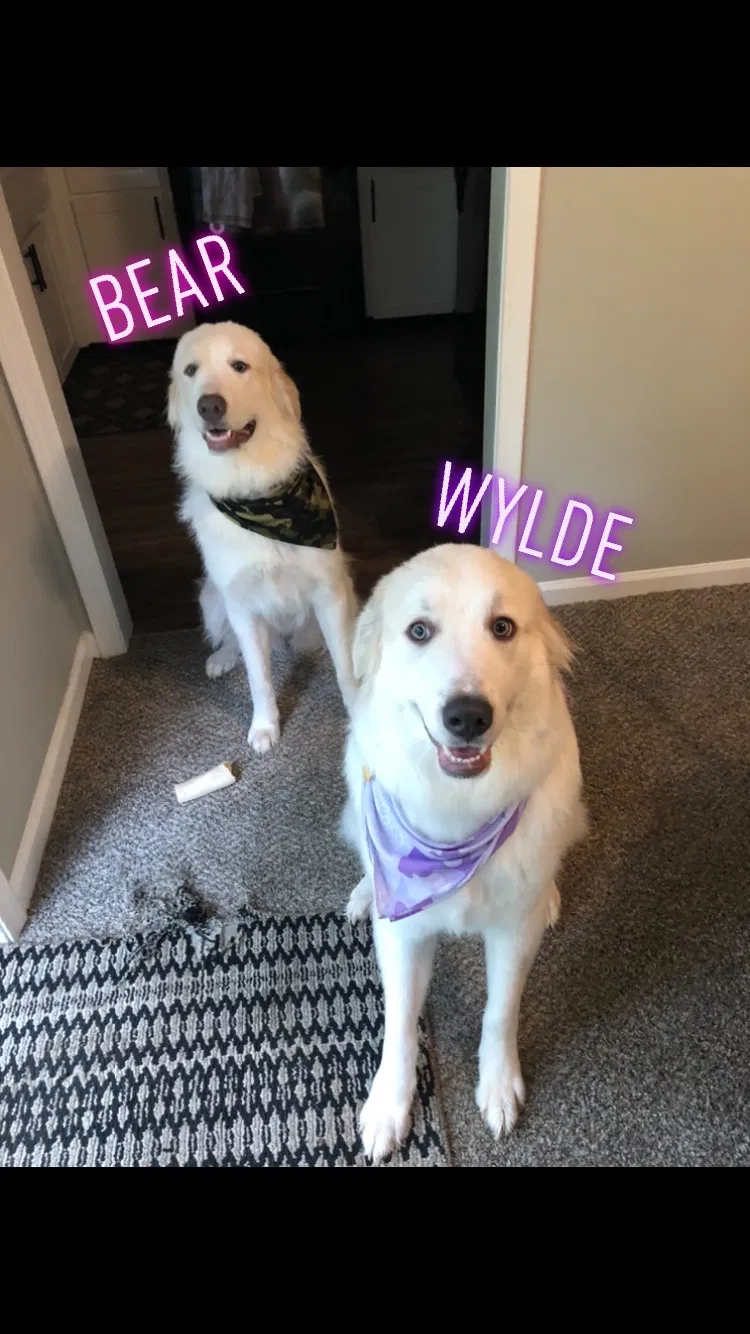 Lost dog in Overland Park, KS, 66210