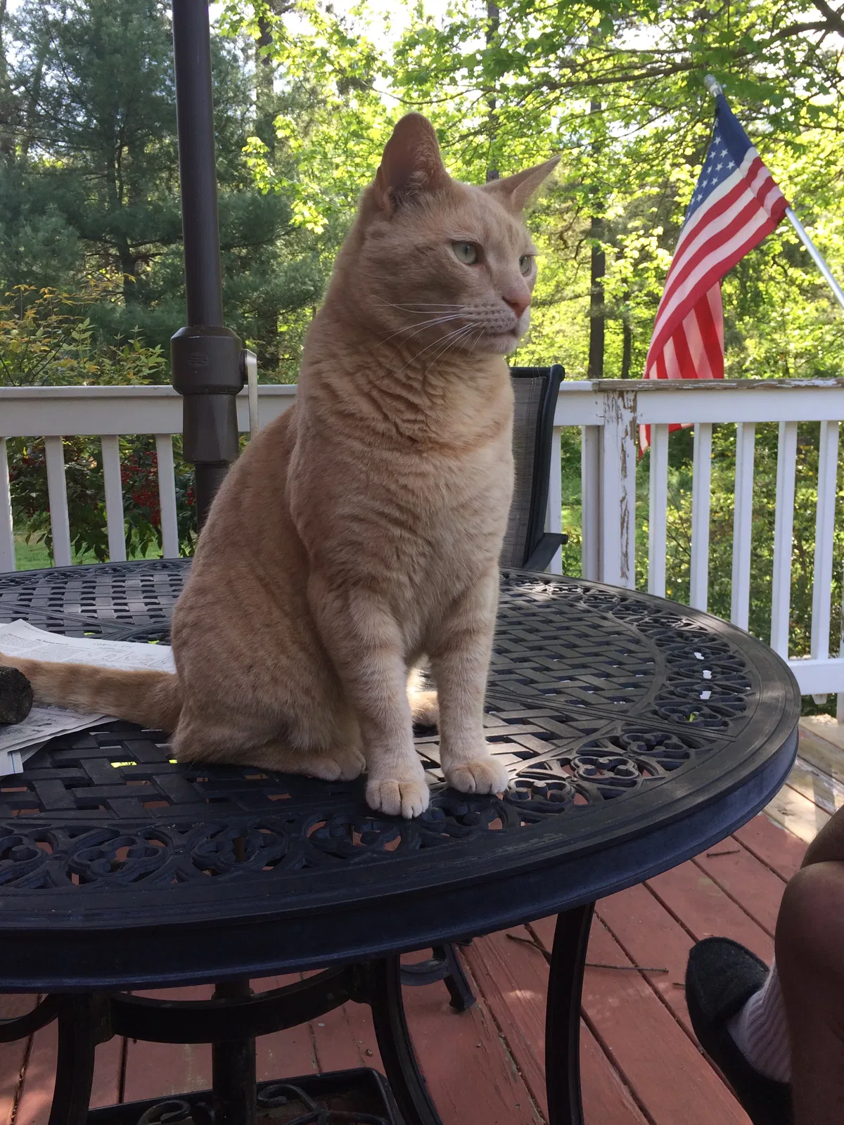 Lost cat in Glen Allen, VA, 23059