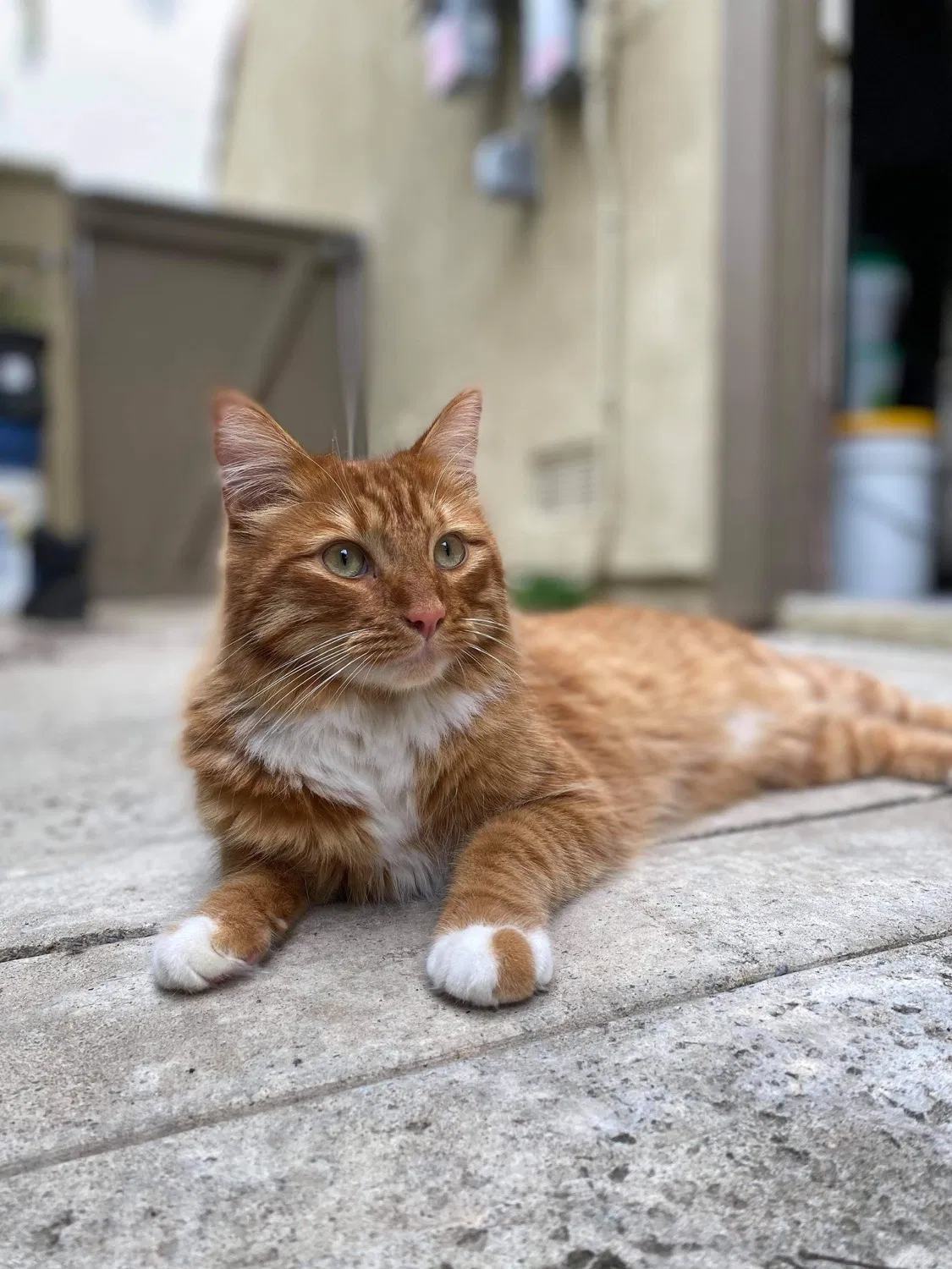Lost cat in Mission Viejo, CA, 92692