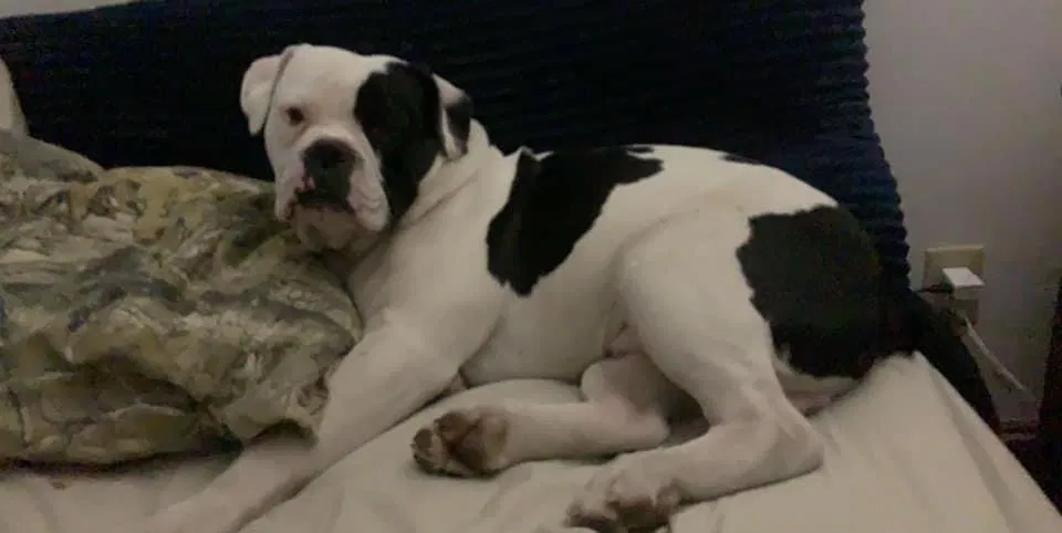 Lost dog in Pinconning, MI, 48650