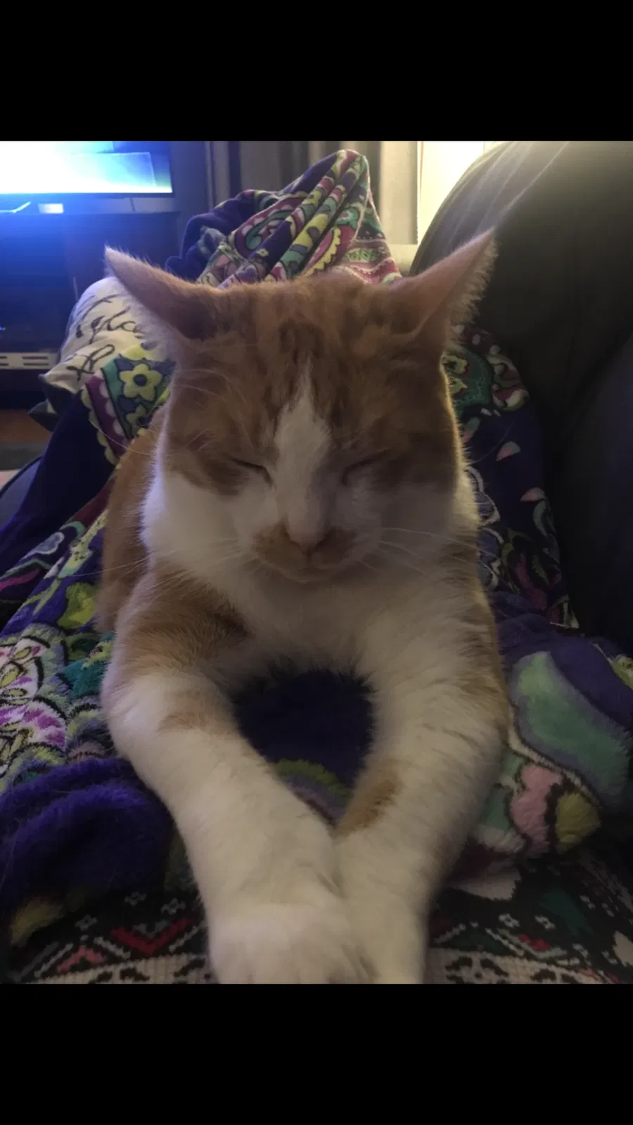 Lost cat in Delaware, OH, 43015