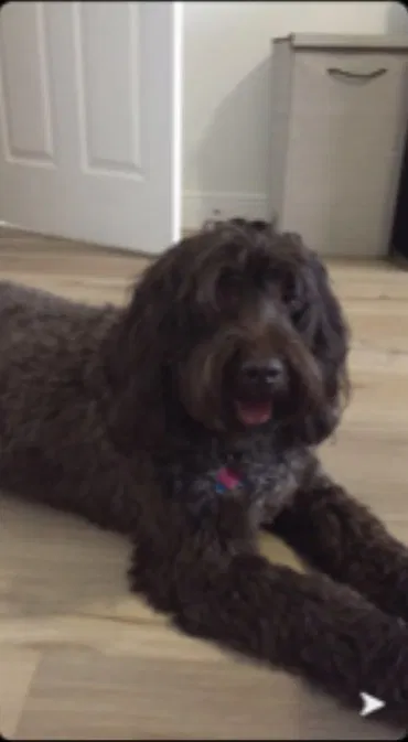 Lost dog in Oviedo, FL, 32765