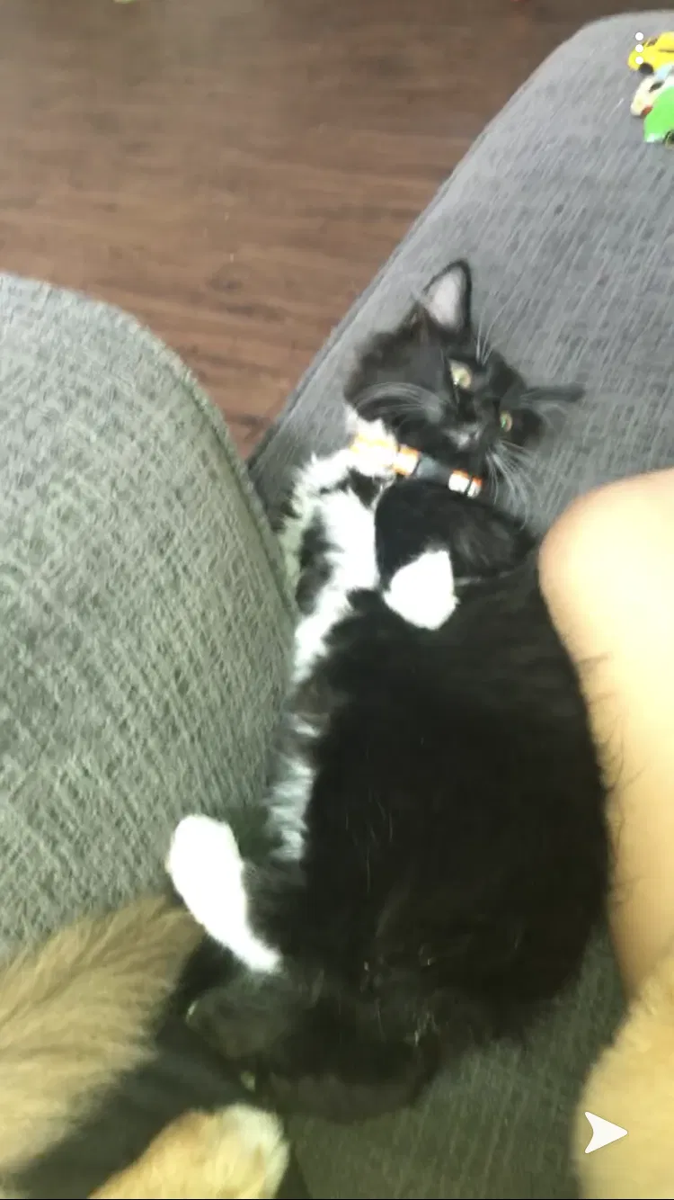 Lost cat in Fairborn, OH, 45324