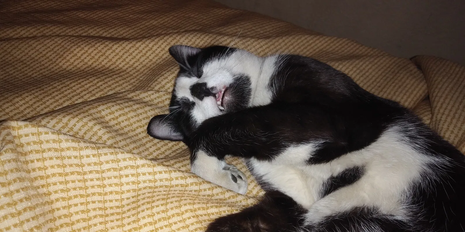 Found cat in Oklahoma City, OK, 73108