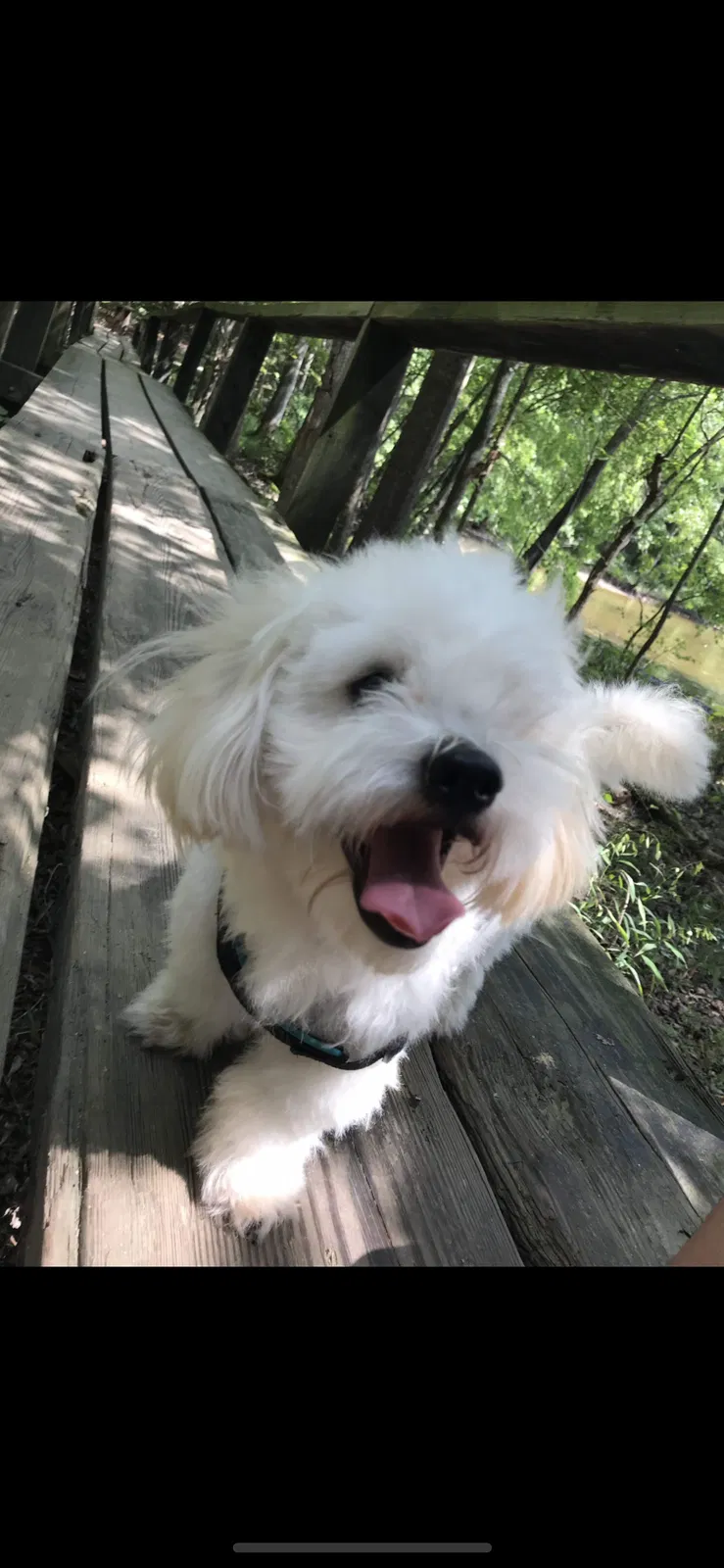 Lost dog in Monroe, NC, 28112