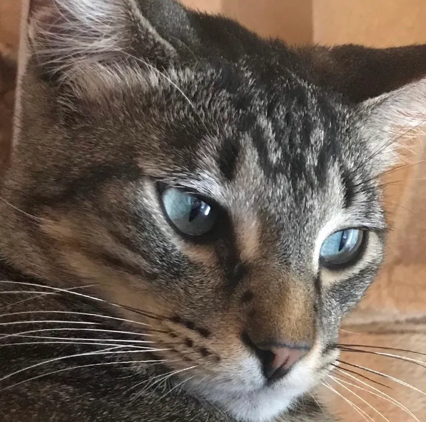 Lost cat in Fort Pierce, FL, 34946