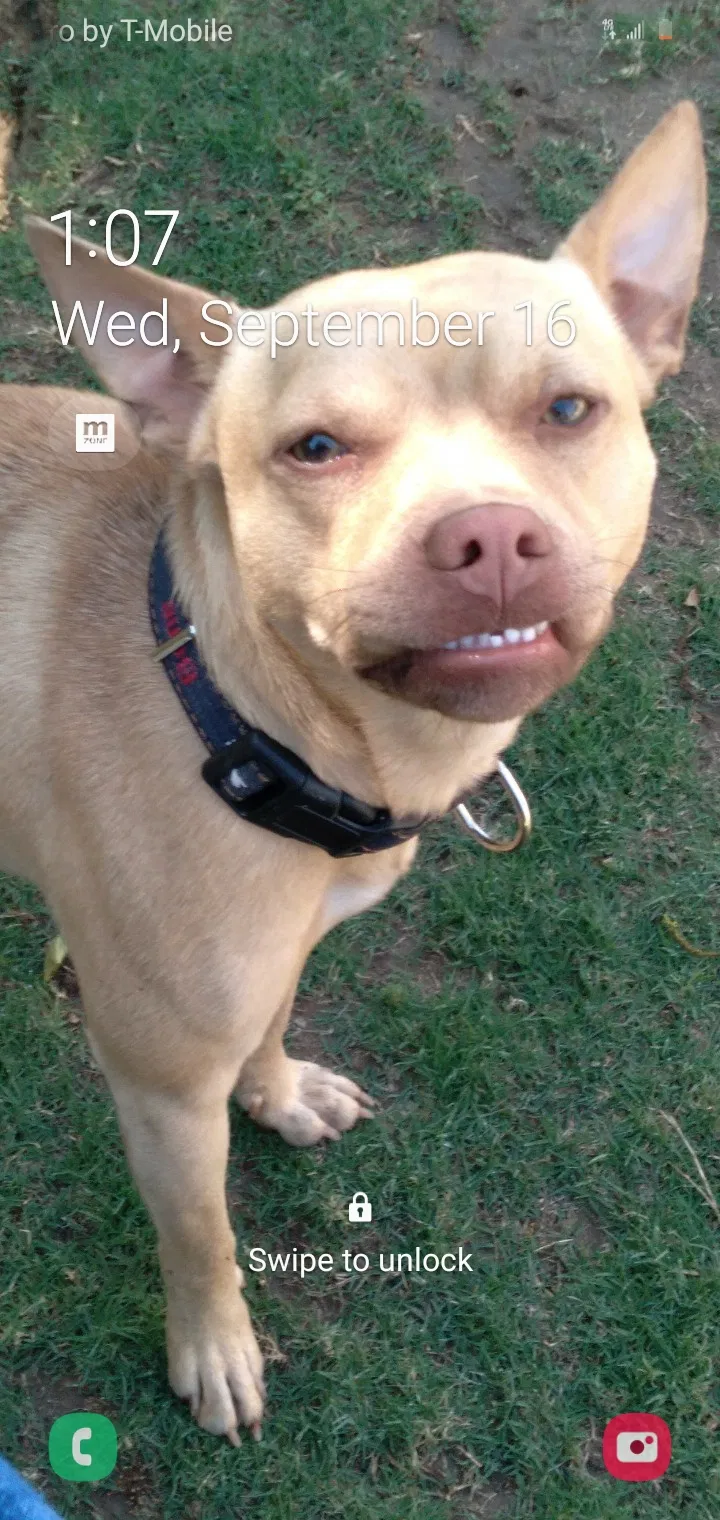 Lost dog in Bakersfield, CA, 93304