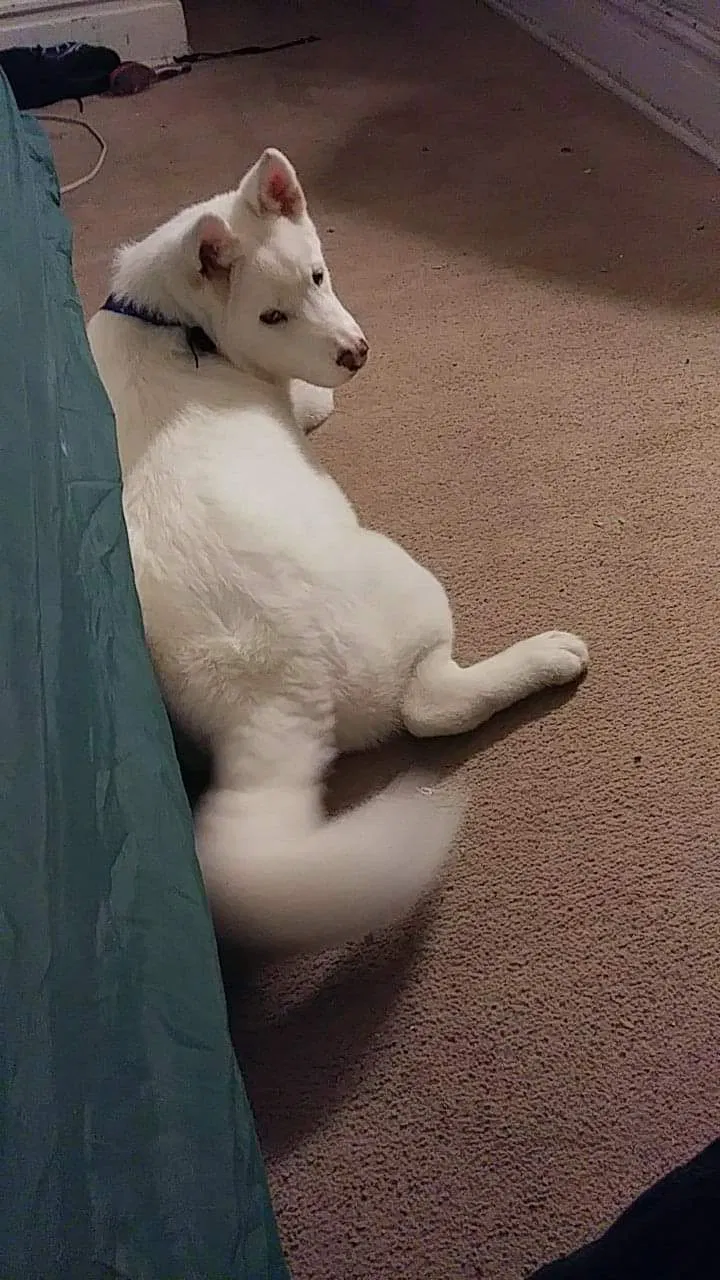 Lost dog in Saint Louis, MO, 63115