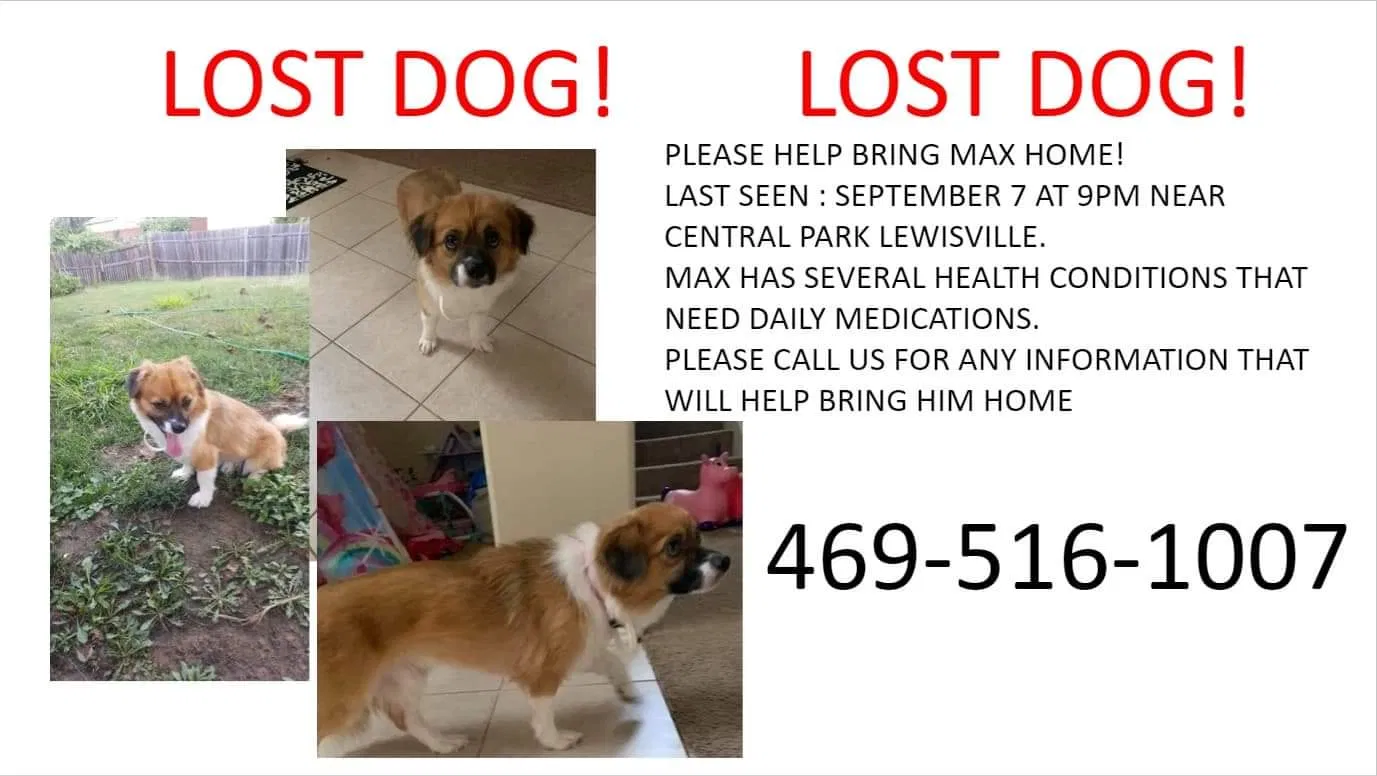 Lost dog in Lewisville, TX, 75067