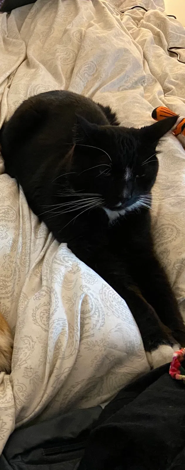 Lost cat in Saint Paul, MN, 55110