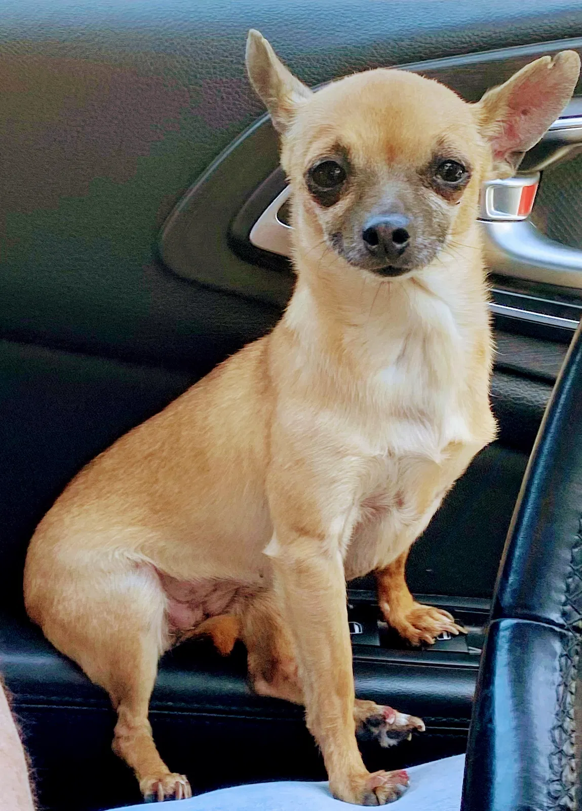 Lost dog in El Paso, TX, 79924