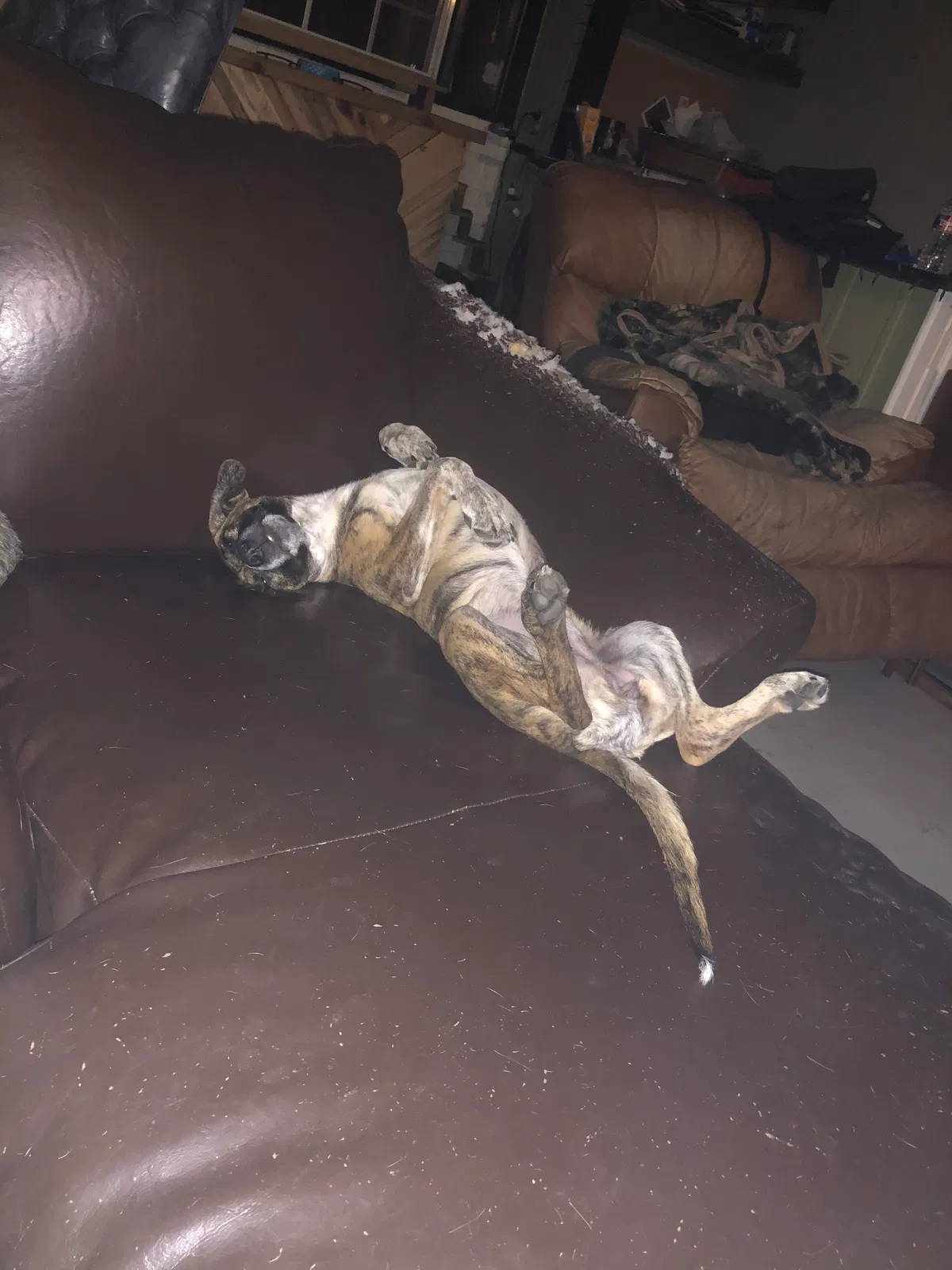 Lost dog in San Antonio, TX, 78230