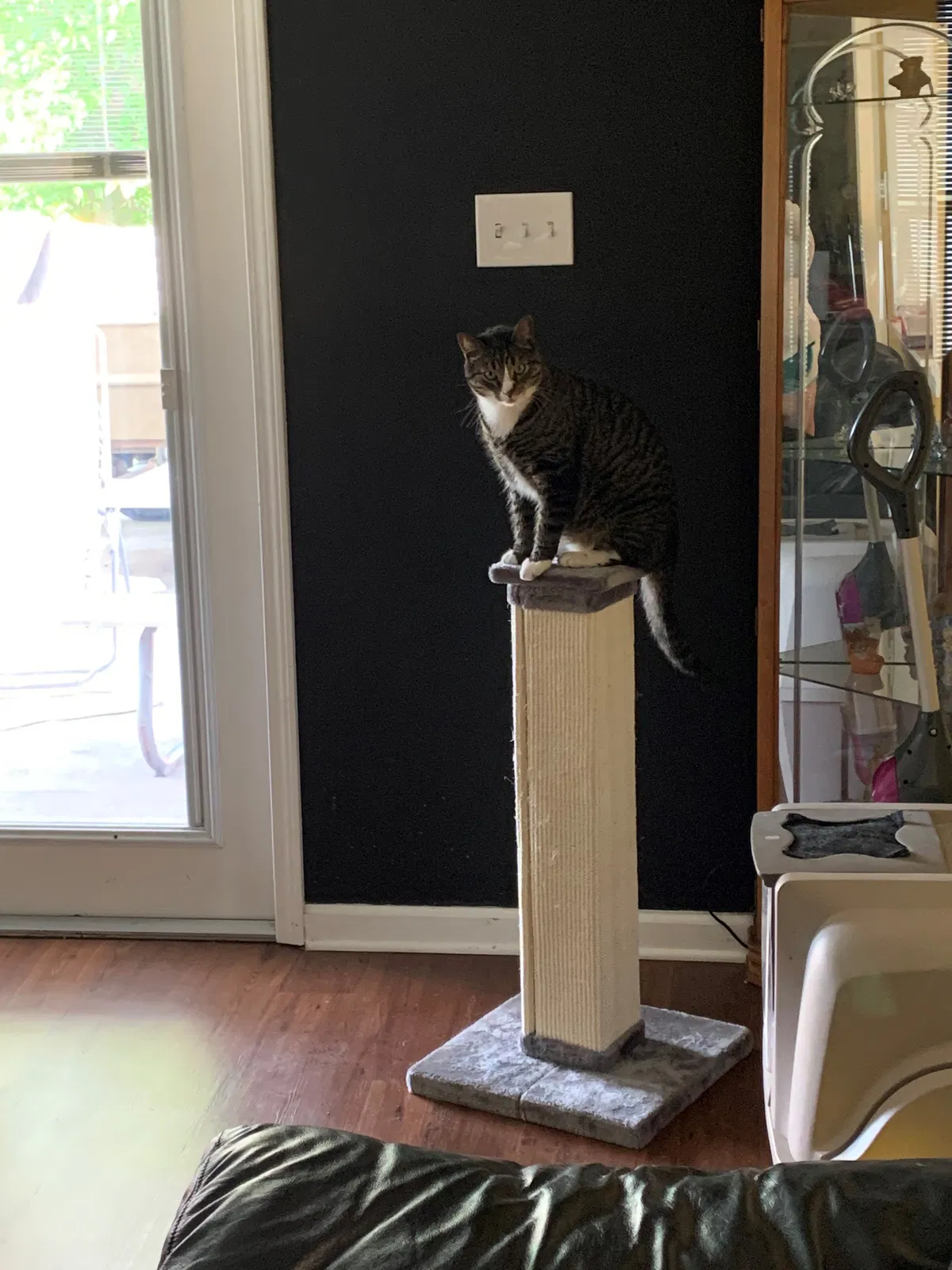 Lost cat in Marrero, LA, 70072