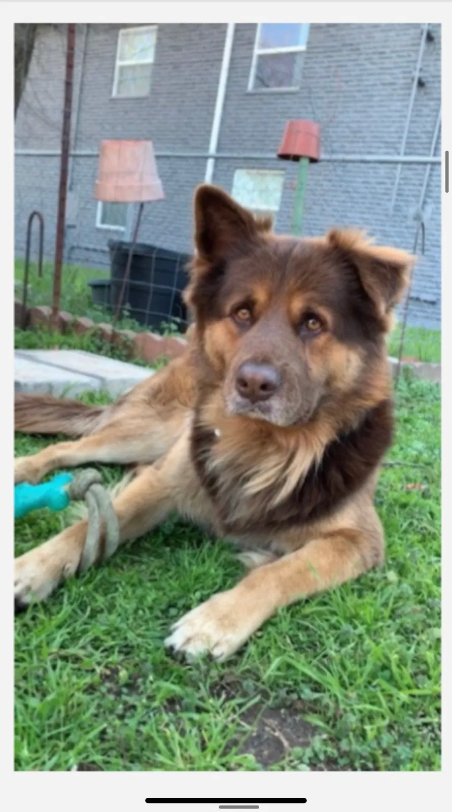 Lost dog in Dallas, TX, 75211
