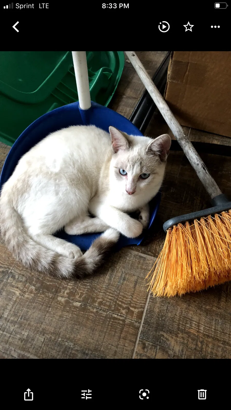 Lost cat in Miami, FL, 33185