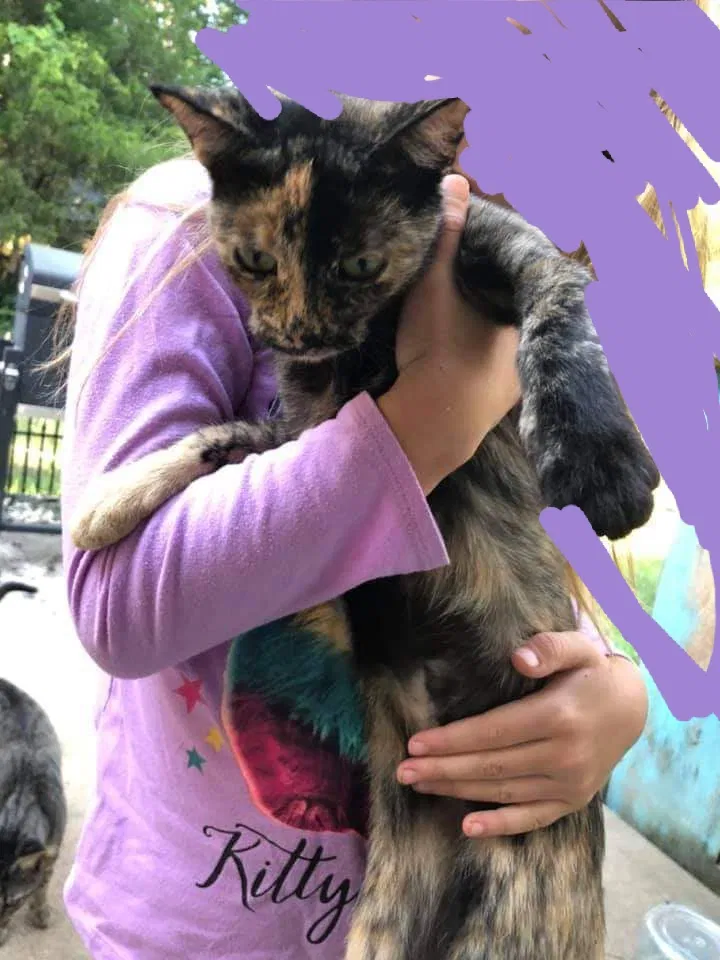 Lost cat in Conway, AR, 72032