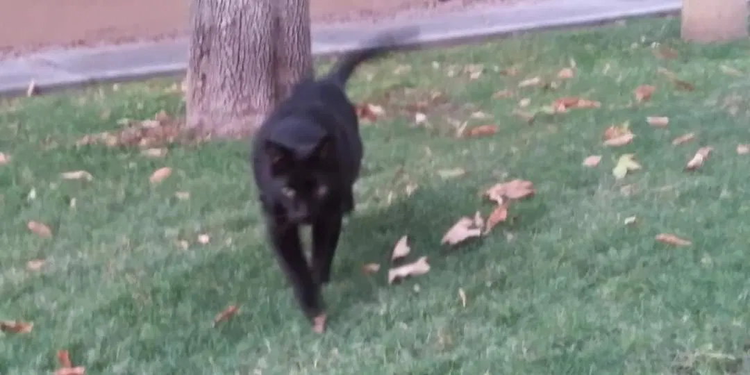 Lost cat in Phoenix, AZ, 85016