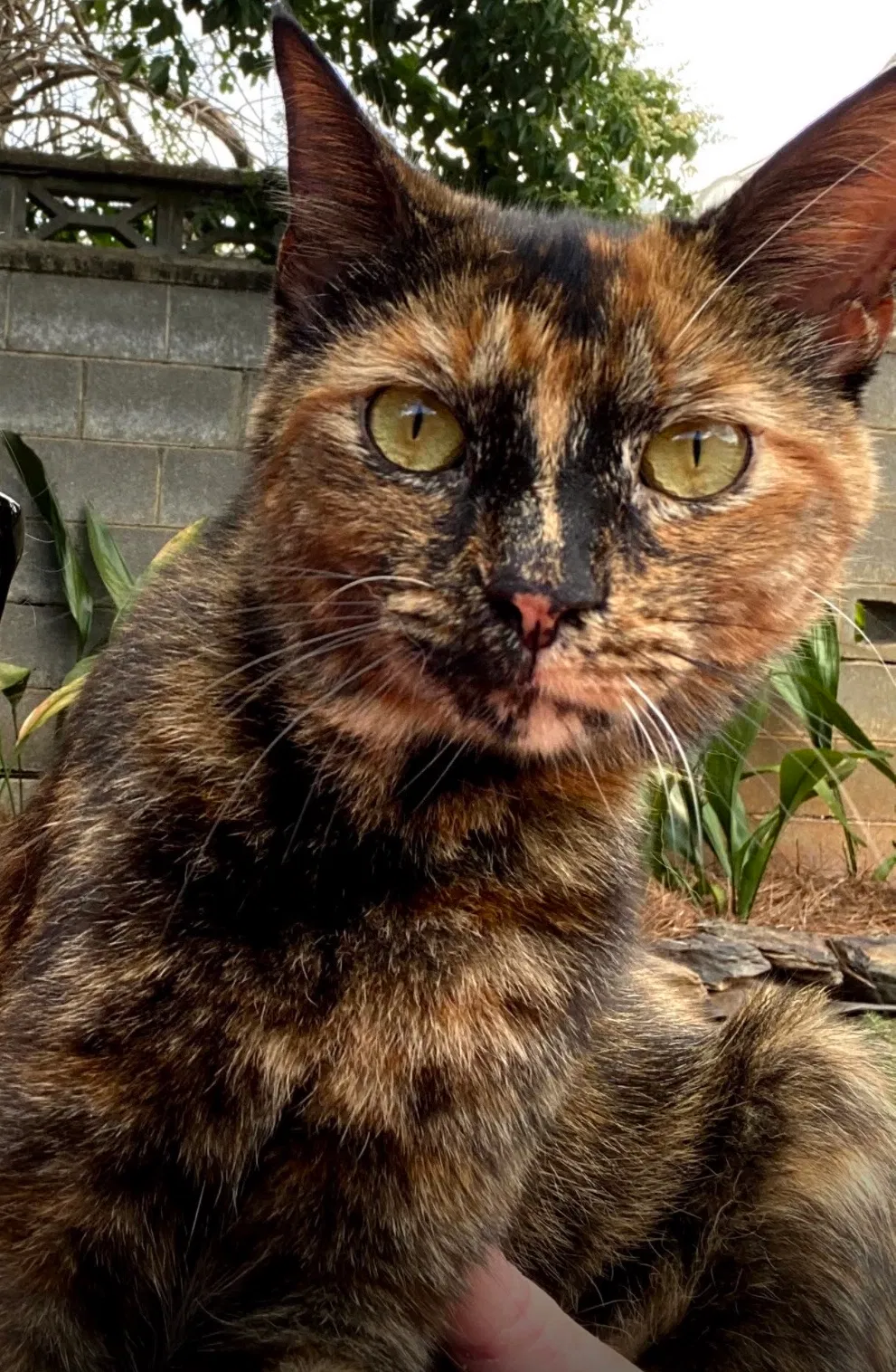Lost cat in Montgomery, AL, 36117