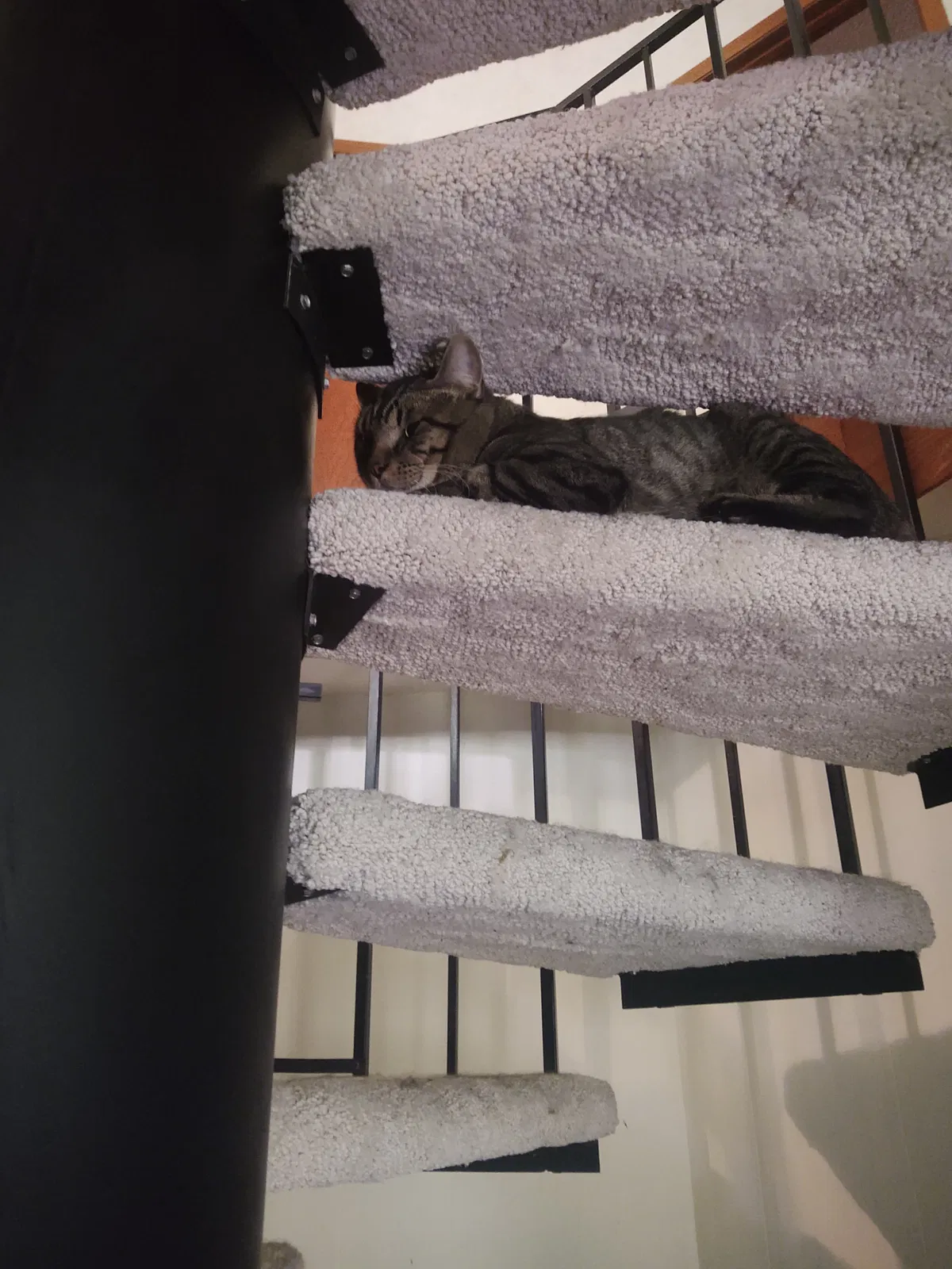 Lost cat in Hamel, MN, 55340