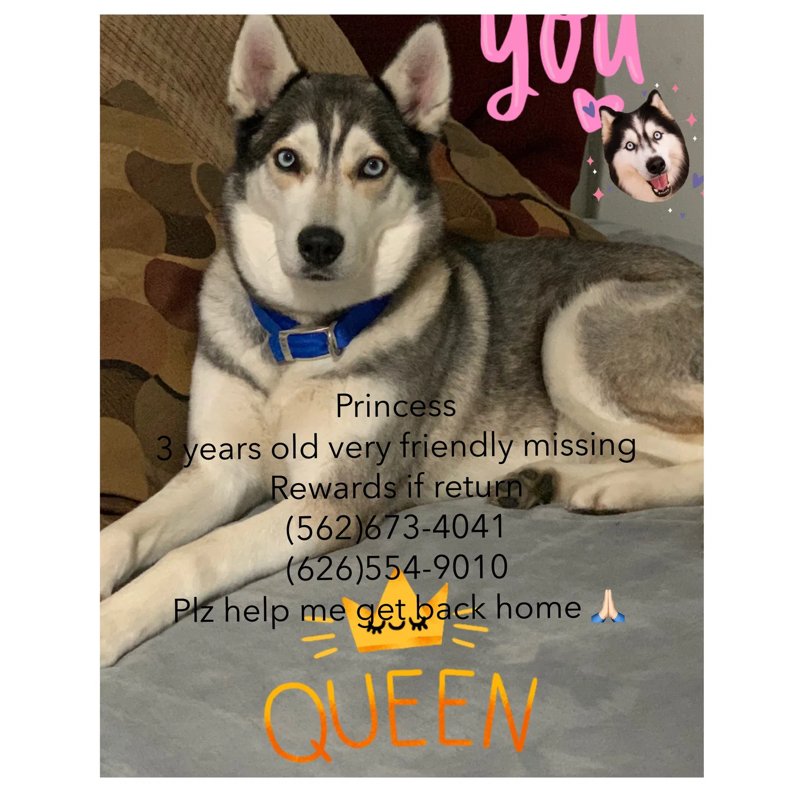 Lost dog in Long Beach, CA, 90813