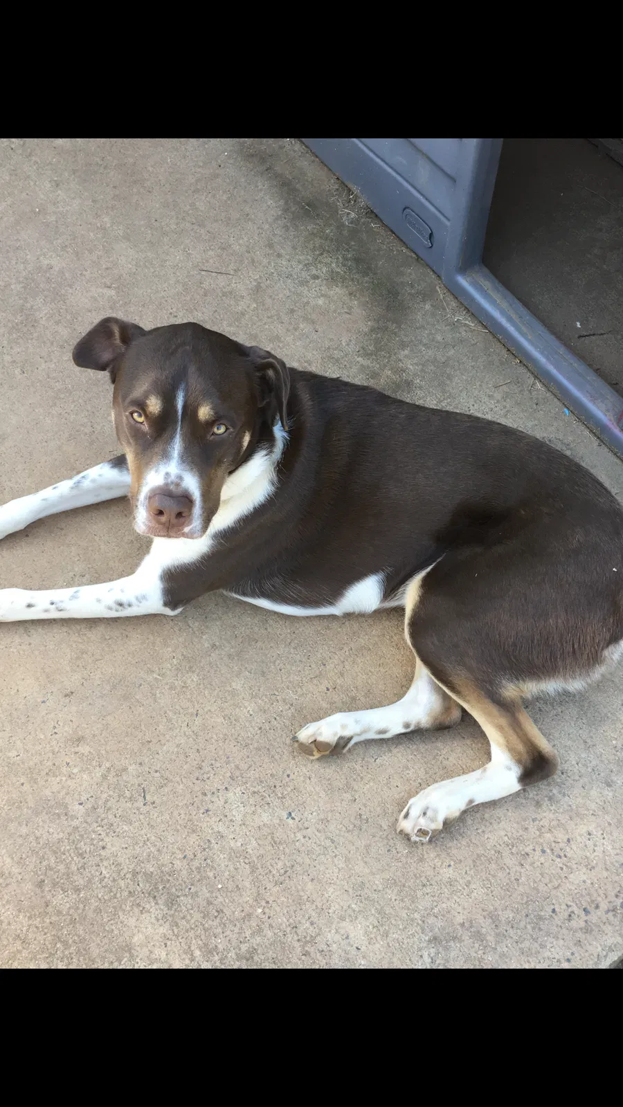 Lost dog in Ellenboro, NC, 28040