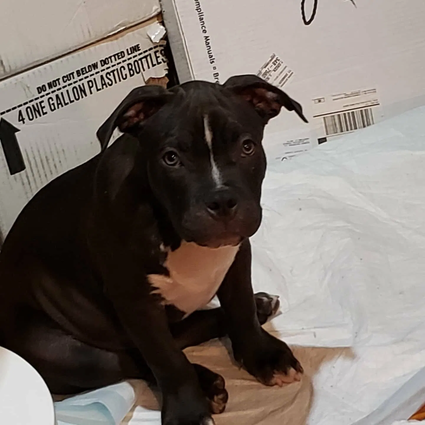 Lost dog in East Hartford, CT, 6108
