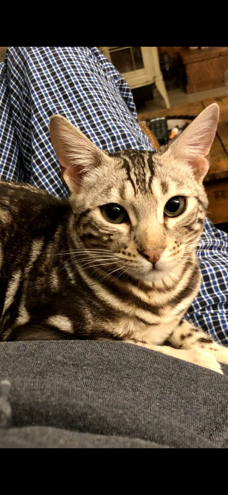 Lost cat in Gettysburg, OH, 45328