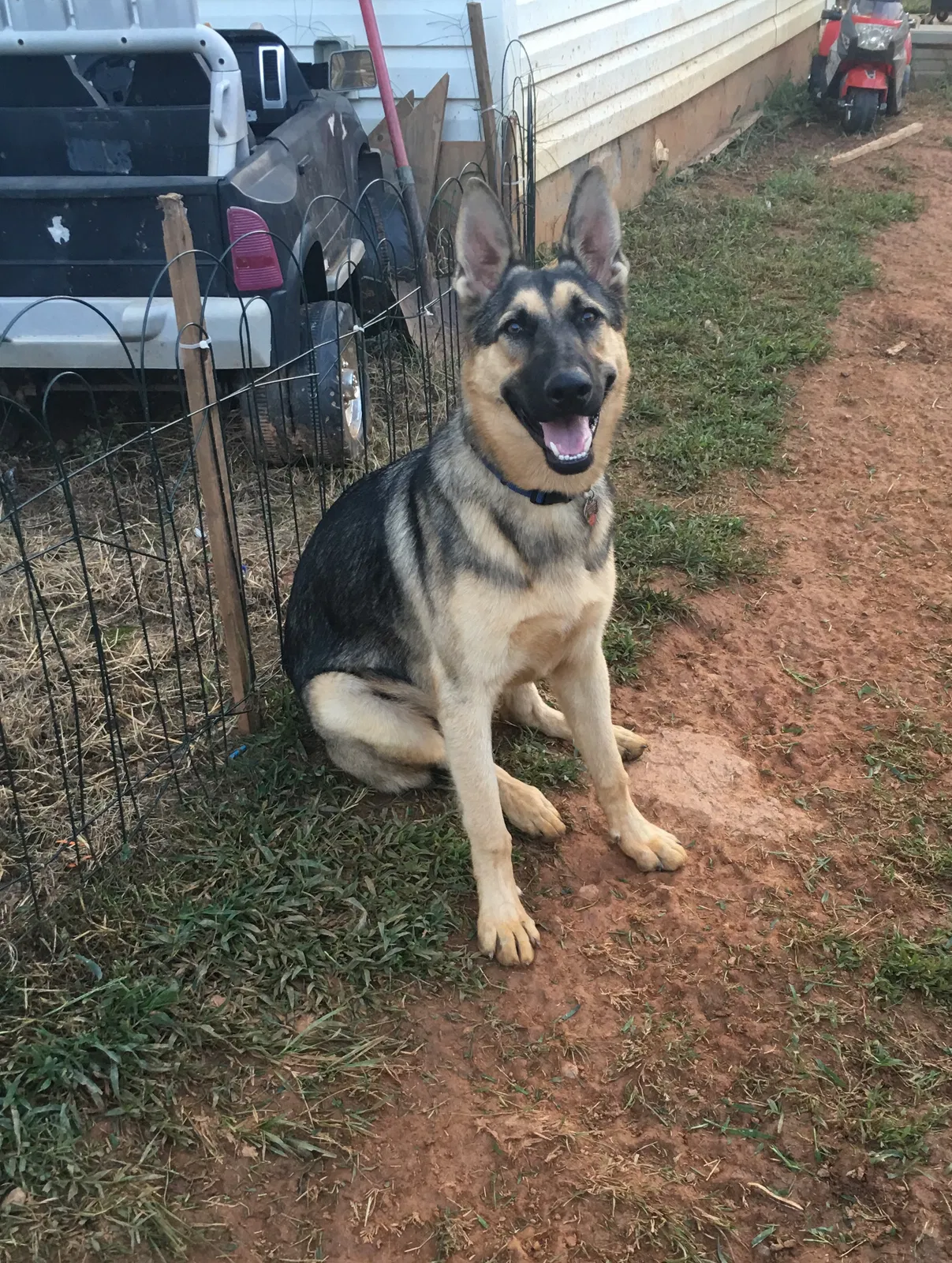 Lost dog in Ellenboro, NC, 28040