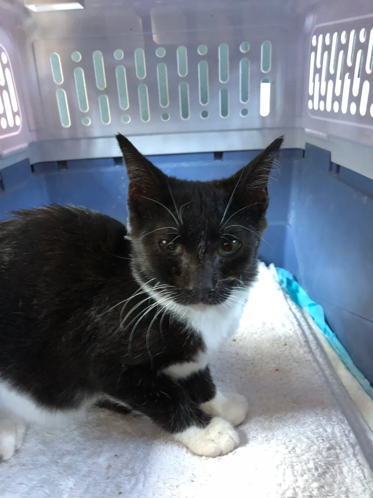 Lost cat in Redlands, CA, 92373