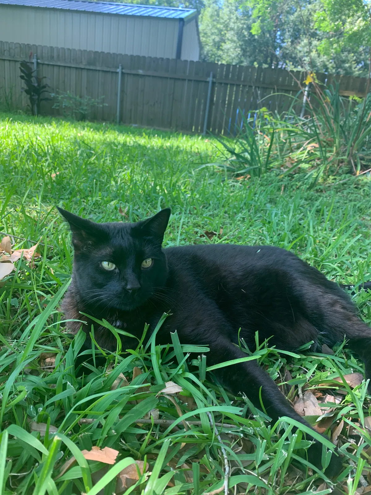 Lost cat in Lafayette, LA, 70508