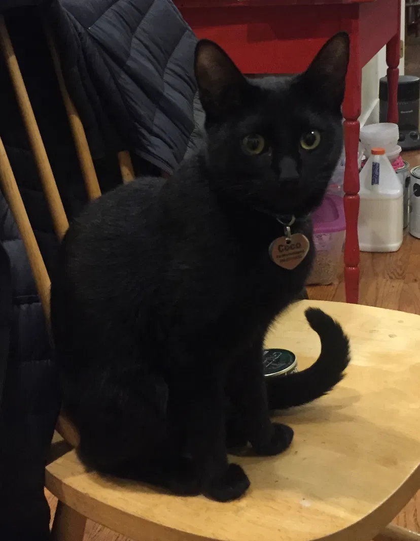 Lost cat in Seattle, WA, 98144