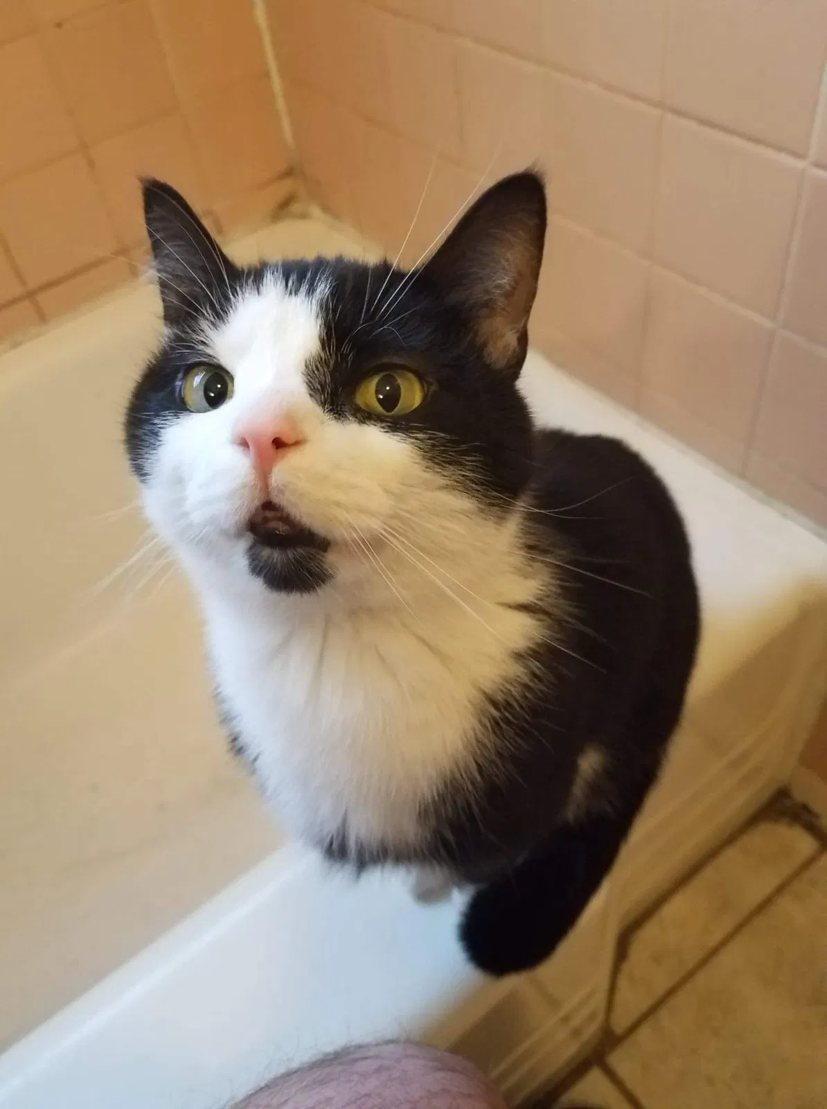 Lost cat in Cincinnati, OH, 45244