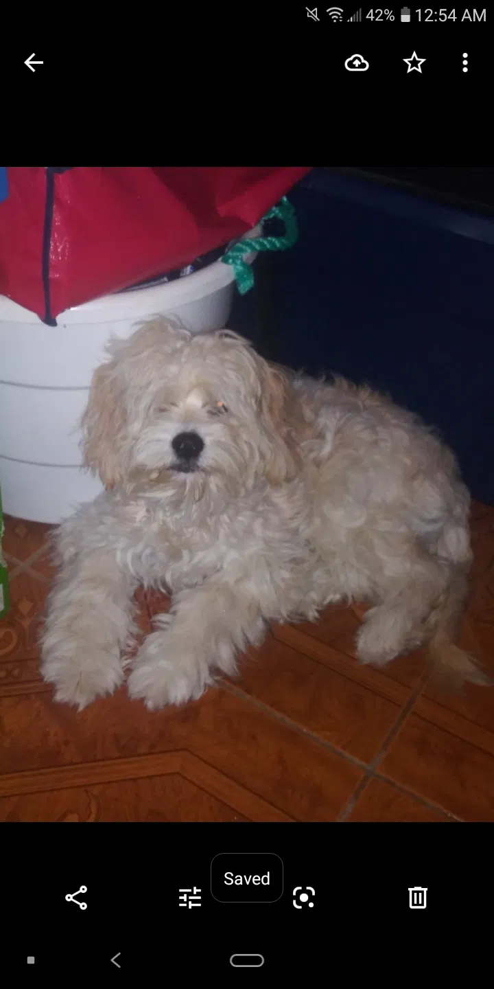 Lost dog in Oxnard, CA, 93035