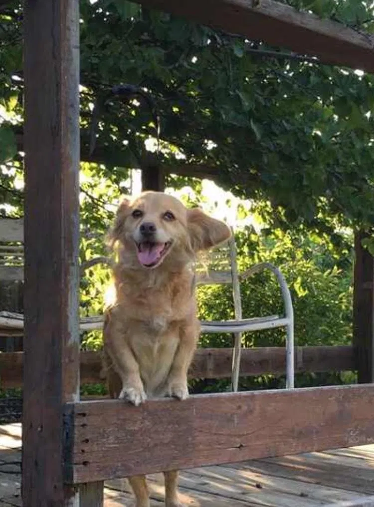 Lost dog in Fresno, CA, 93705