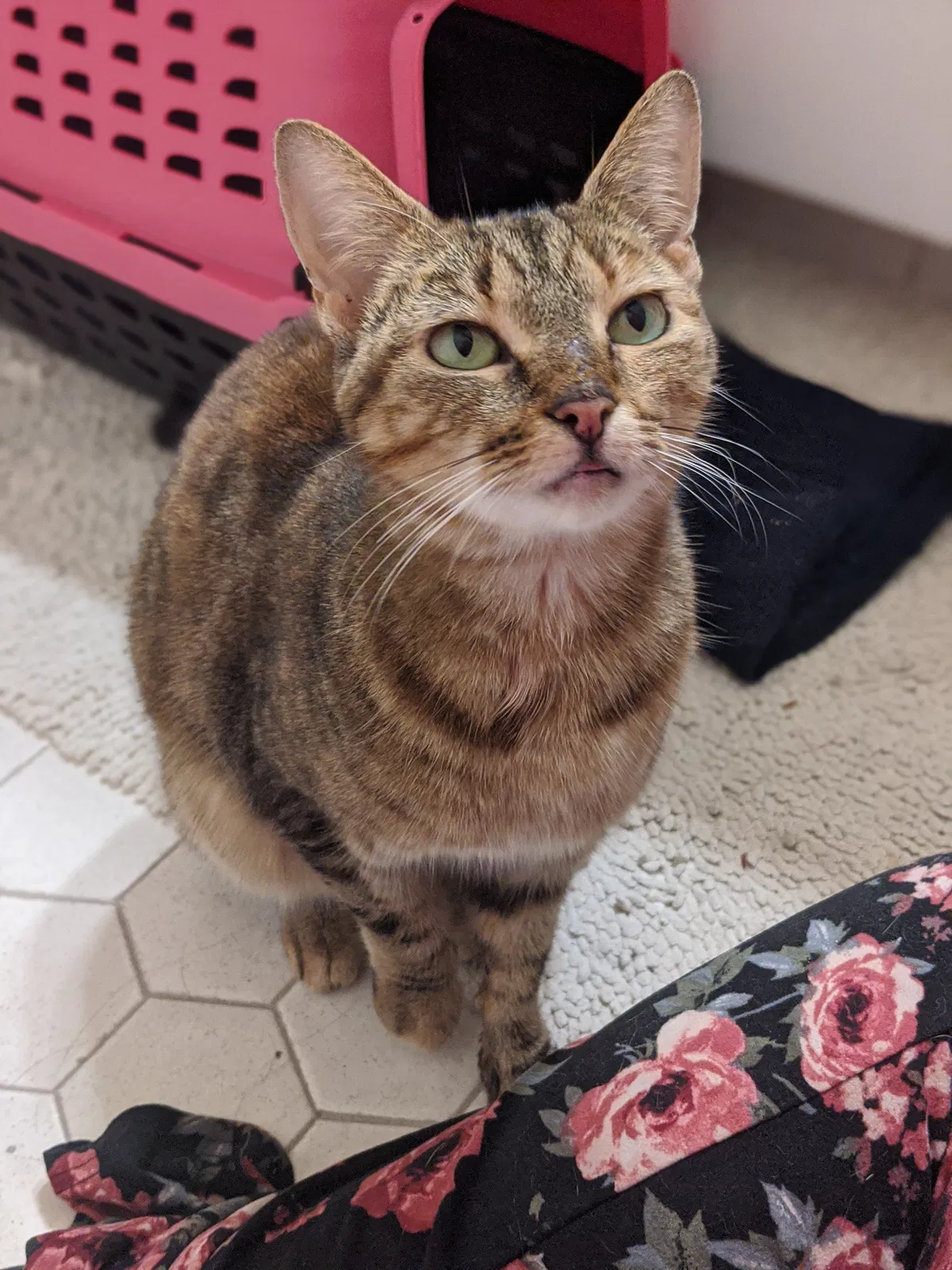 Found cat in Camden, SC, 29020
