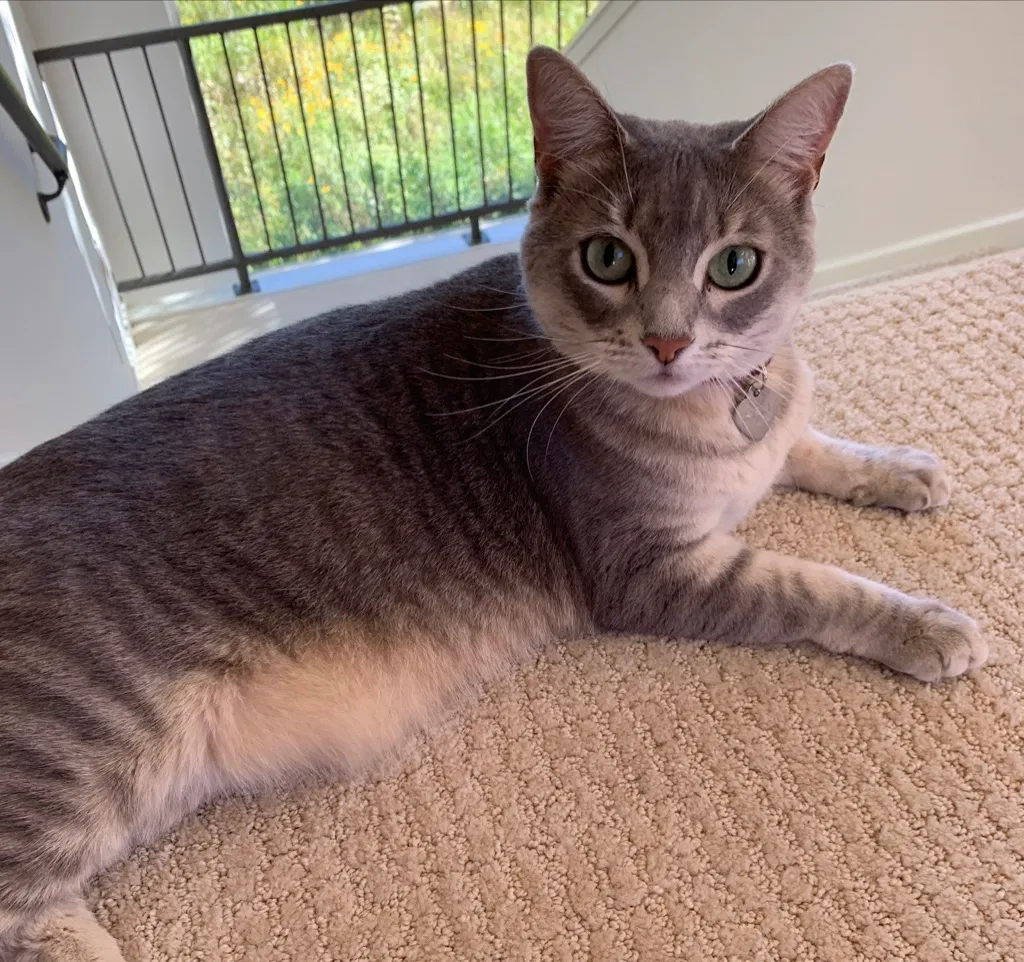 Lost cat in Chanhassen, MN, 55317