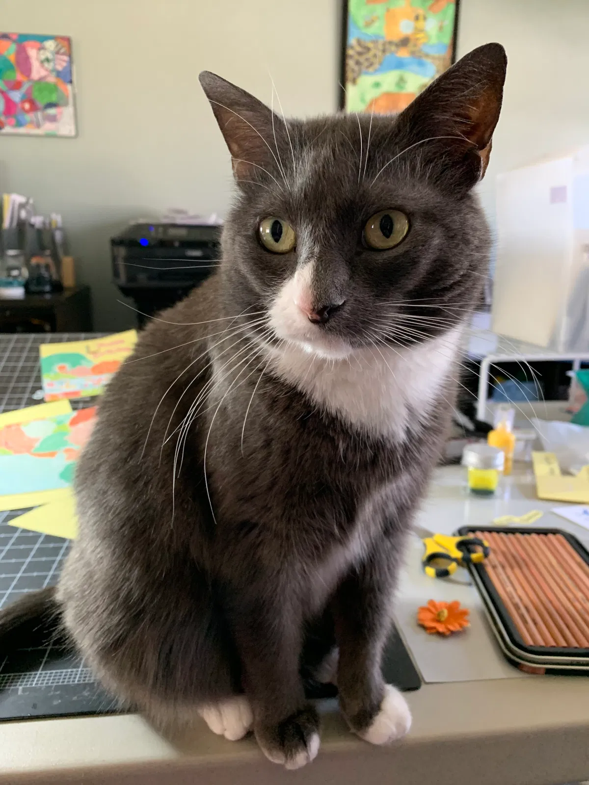 Lost cat in Woburn, MA, 1801