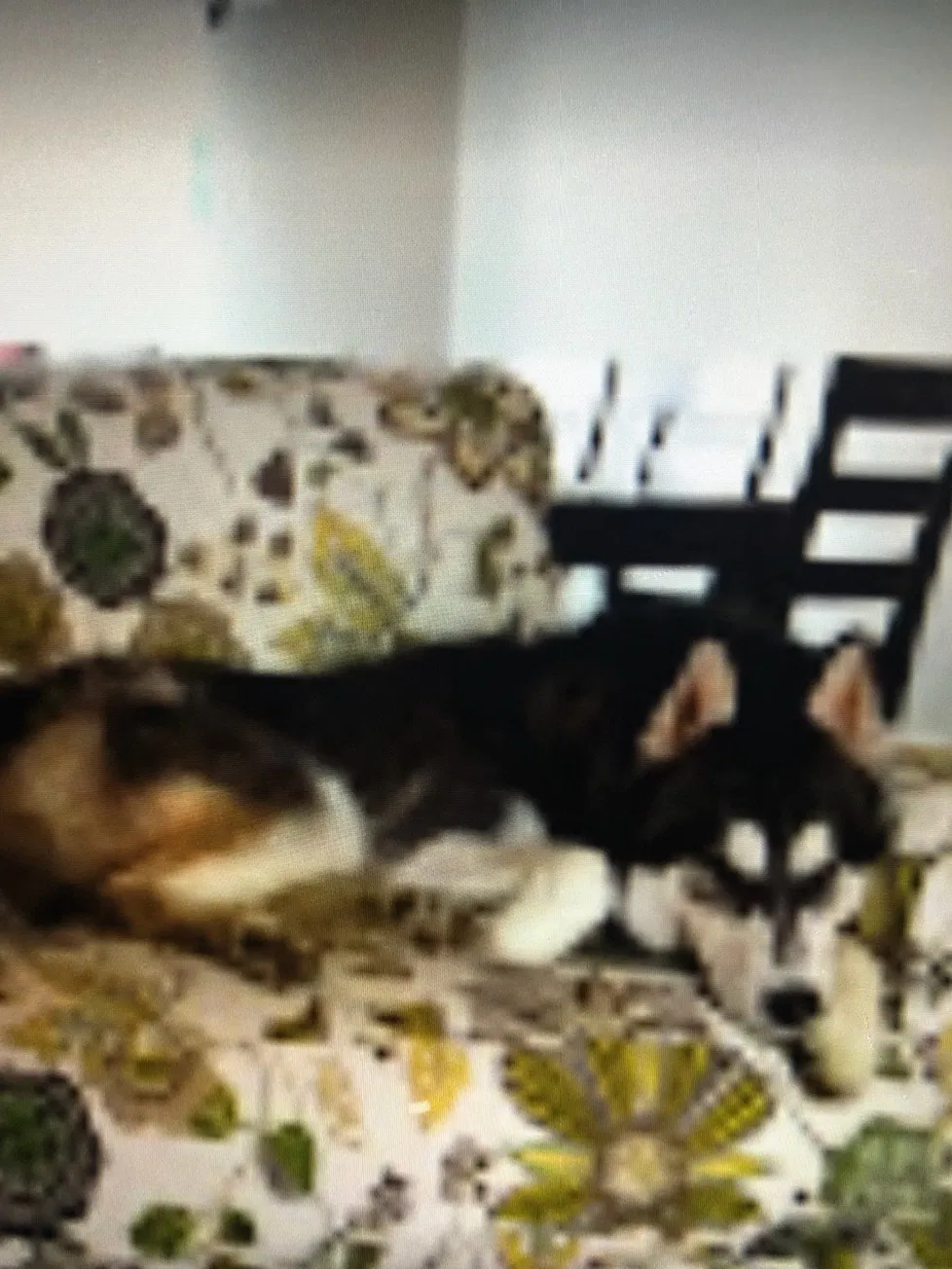 Lost dog in Garland, TX, 75043