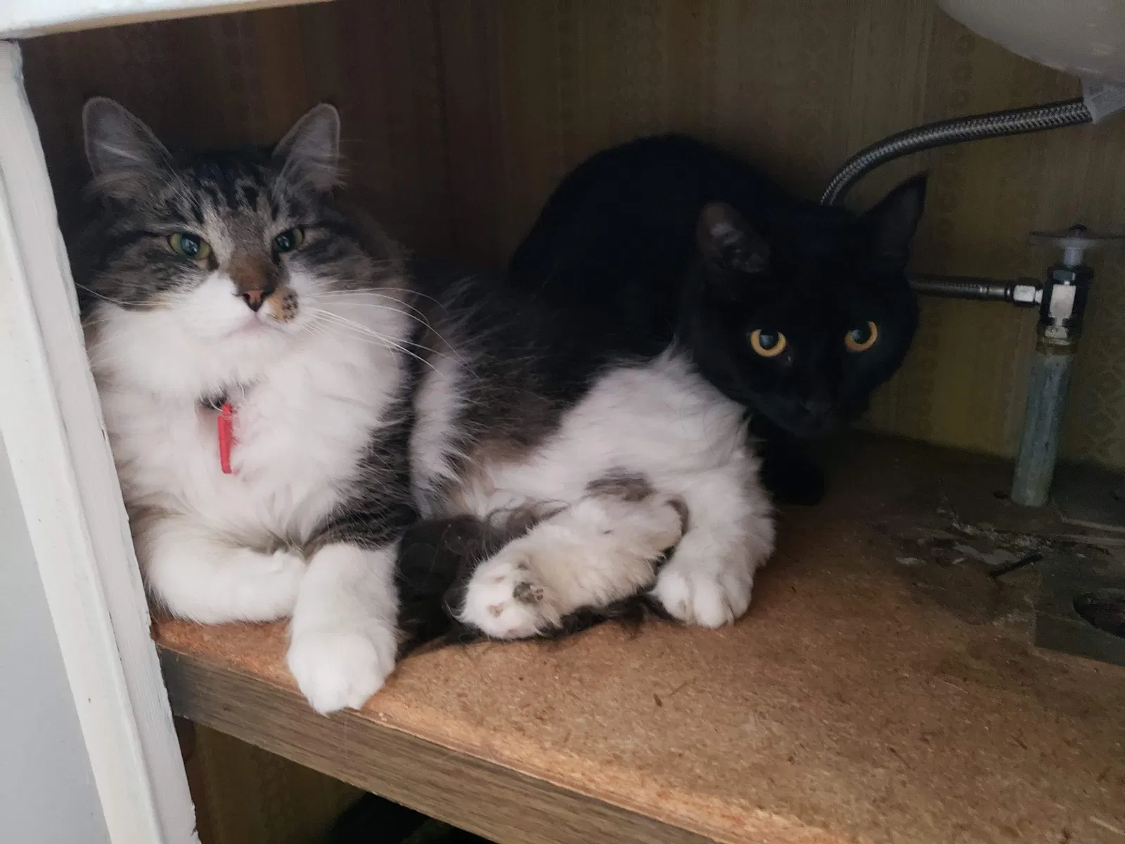 Lost cat in Clovis, CA, 93612