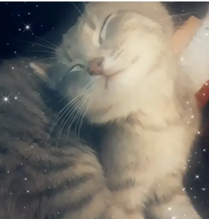 Lost cat in Clovis, CA, 93612